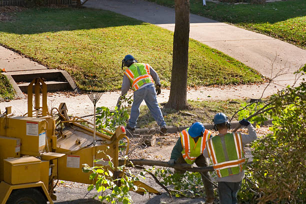 Why Choose Our Tree Removal Services in Mahinahina, HI?